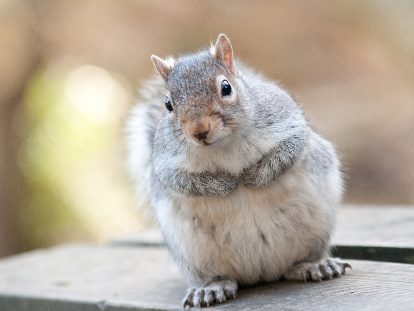 哪种小仓鼠要乖又好养还会卖萌,小巧玲珑的宠物仓鼠养护全攻略