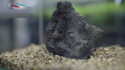 家庭草缸入门,家中草缸怎么设计