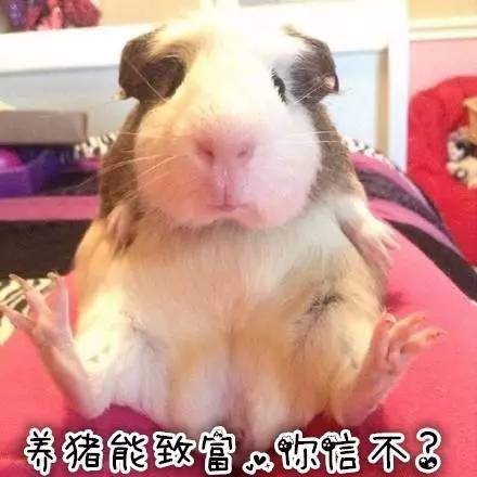 秘鲁巨型豚鼠介绍,秘鲁巨型豚鼠好养吗