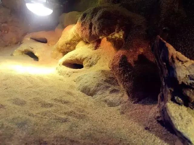 雨林缸生态水景,家居小鱼缸造景