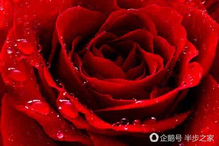 玫瑰品种区分及花语,绿玫瑰品种和花语