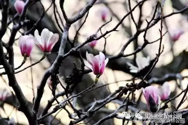 黑河风光,黑河自然风景