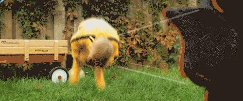 到底要不要给孩子吃牛初乳粉,益生菌牛初乳帮助孩子肠道易吸收