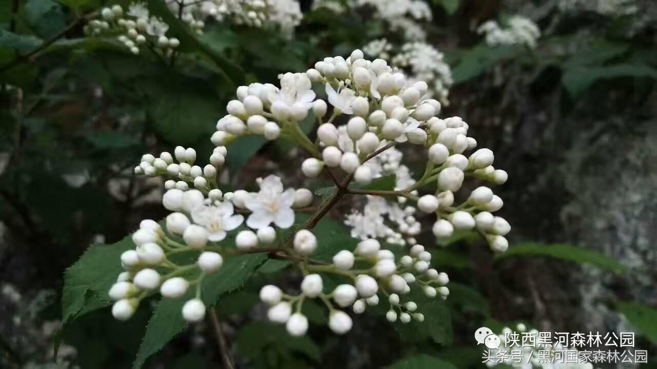 黑河风光,黑河自然风景
