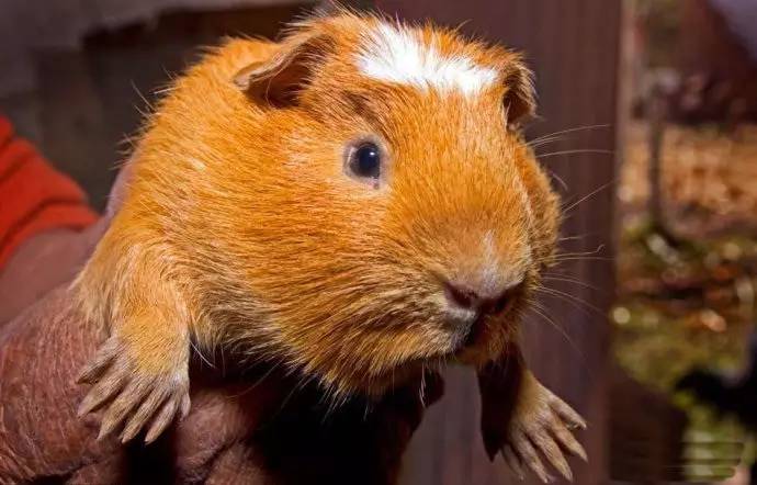 秘鲁巨型荷兰猪真的有吗,秘鲁荷兰猪巨型