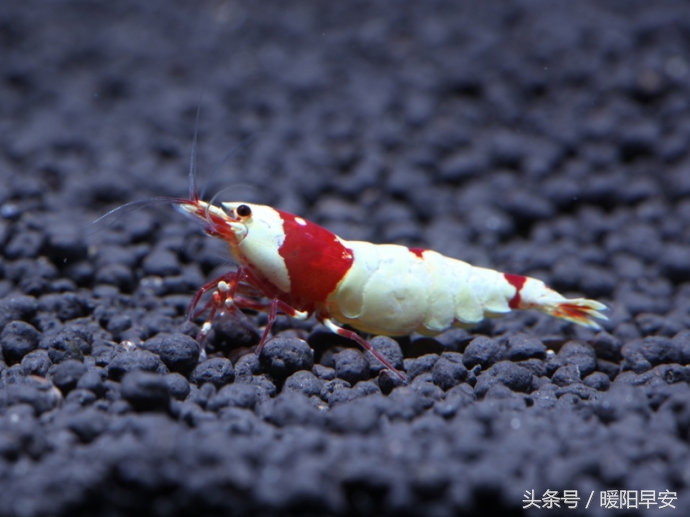 巨型淡水虾多少钱一只,水晶虾哪个品种最便宜好养