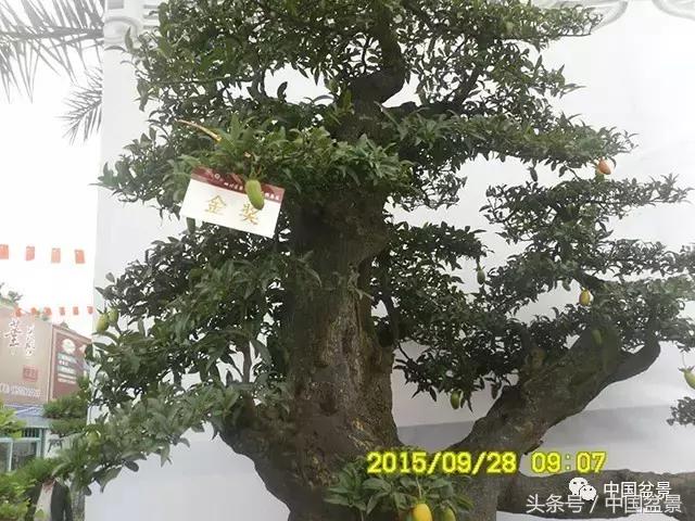 直杆式盆景的飘枝布局原则,松树飘枝式盆景图片大全