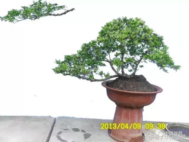 直杆式盆景的飘枝布局原则,松树飘枝式盆景图片大全