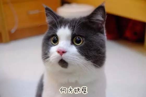 秘鲁巨型豚鼠介绍,秘鲁巨型豚鼠好养吗