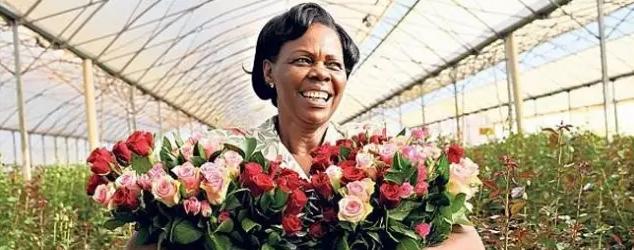 世界最大的玫瑰基地,世界最大玫瑰种植园