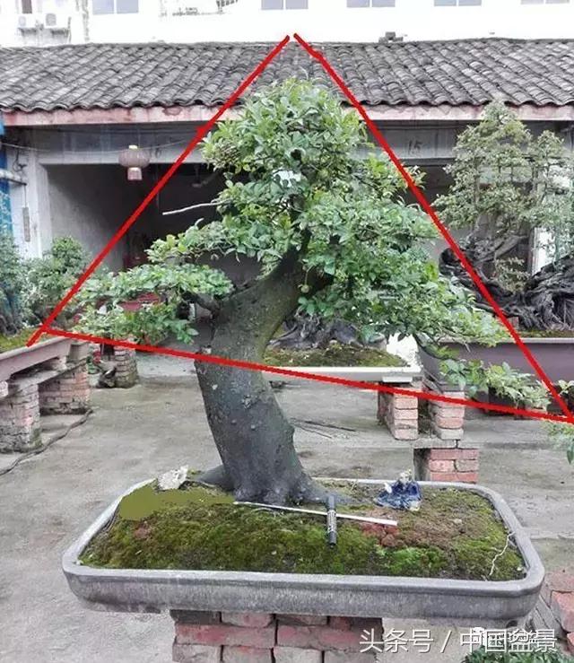 直杆式盆景的飘枝布局原则,松树飘枝式盆景图片大全