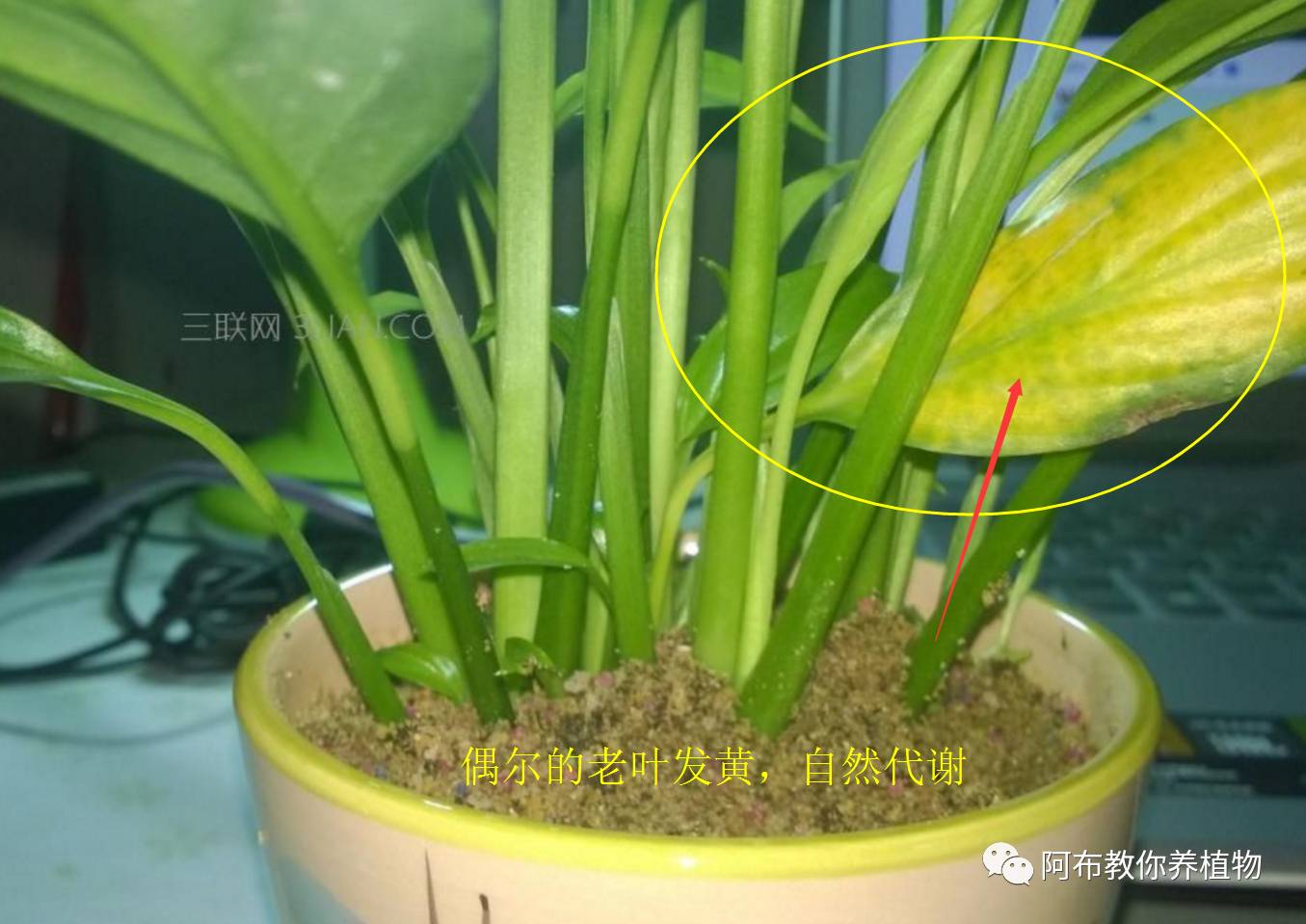 绿萝植物养护,绿萝植物养护知识