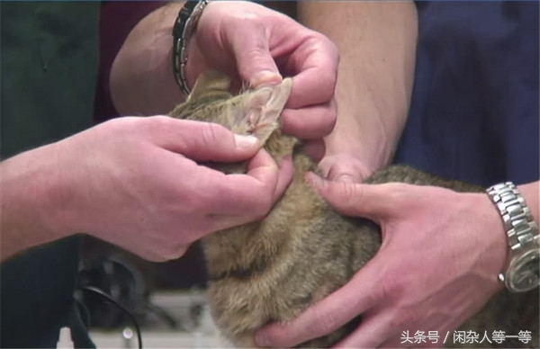 如何清理猫咪耳朵不用洗耳液,新手铲屎官如何帮猫咪洗澡