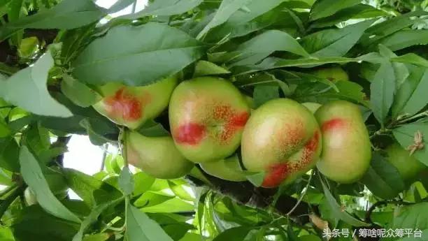 油桃还是毛桃,油桃和桃树怎么分辨