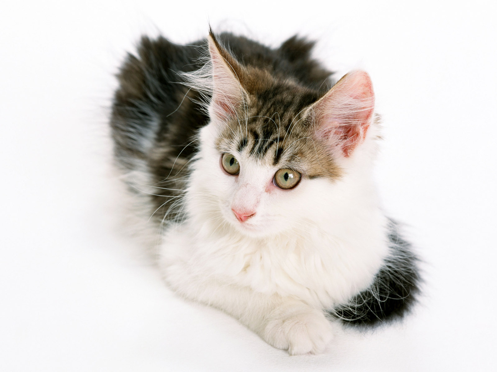 新手养猫应该准备和注意些什么,新手养猫需要知道的基本常识下篇