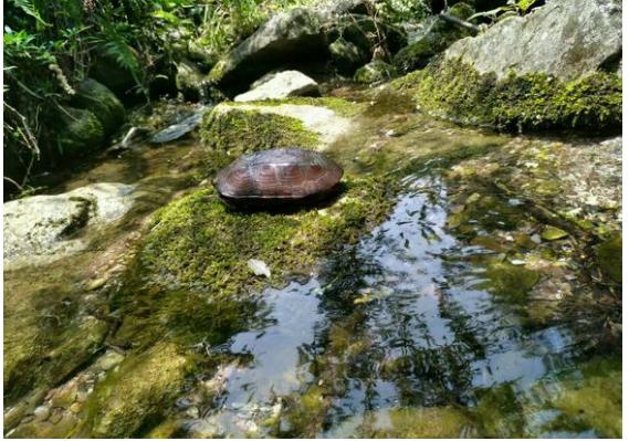 中华草龟和野生草龟的区别,草龟跟中华草龟有什么区别
