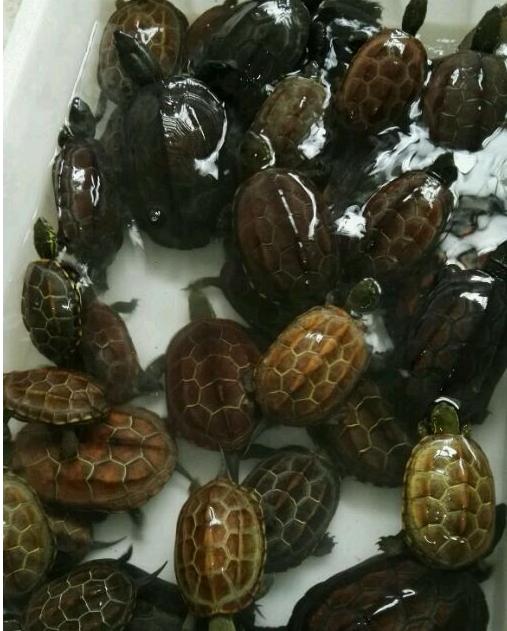 中华草龟和野生草龟的区别,草龟跟中华草龟有什么区别