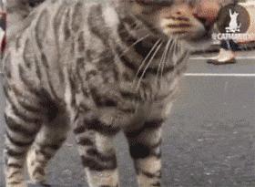 猫咪牙齿被划伤,猫咪牙齿被磕碎了