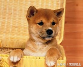 中国的十二生肖有几个,中国的十二生肖对中国有多重要