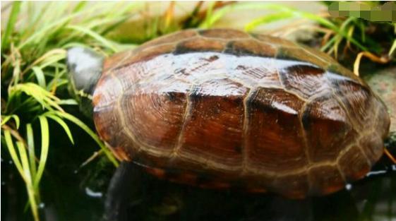 中华草龟与台湾草龟,中华草龟跟草龟有什么区别图
