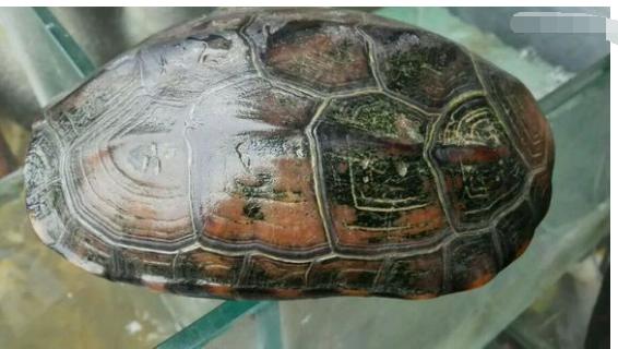 中华草龟和野生草龟的区别,草龟跟中华草龟有什么区别