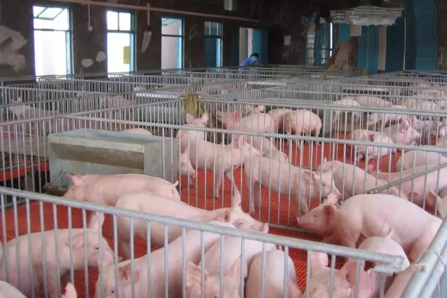 猪磨牙是什么病,猪体温正常腹式呼吸磨牙是什么病