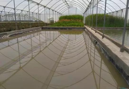 亚洲最大的玫瑰花基地在哪里,世界最著名玫瑰基地