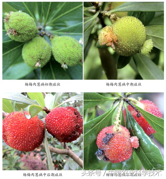 杨梅好吃树难栽下联,杨梅树难栽种么