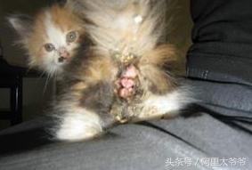 救助小奶猫视频,如何救助小猫咪