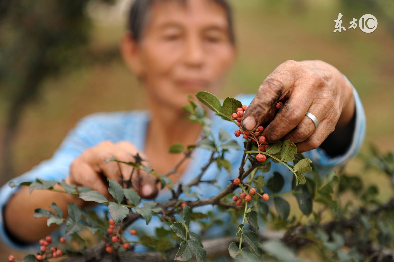 农村种的花椒和麻椒有什么区别,花椒和麻椒的区别在哪里