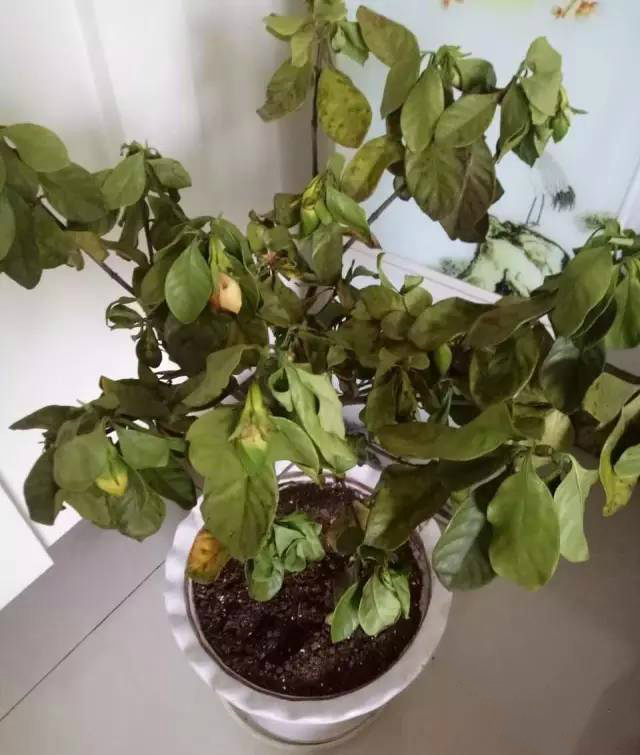 栀子花蔫啦怎么回事,栀子花有点蔫儿常用补救方法