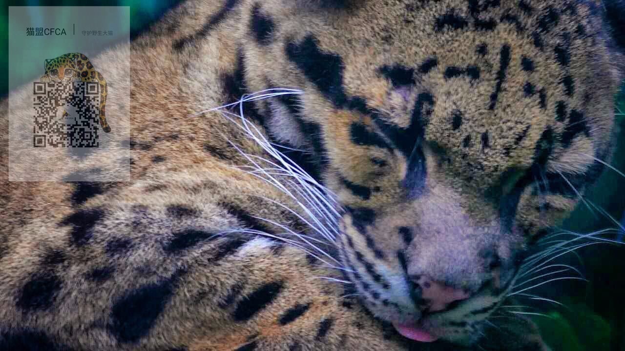 怎么加入猫盟,猫盟百科全书