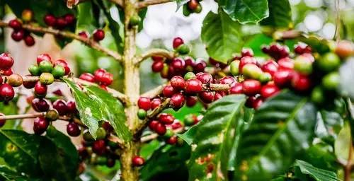 带你了解一下咖啡的相关知识,中美洲有哪些国家产咖啡