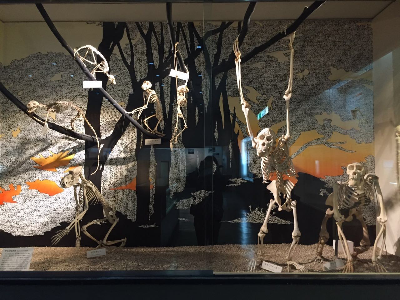 暑期日本之旅,暑假日本旅游攻略