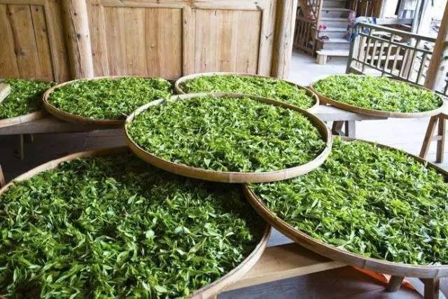 房山采摘节,2023年五峰采茶节