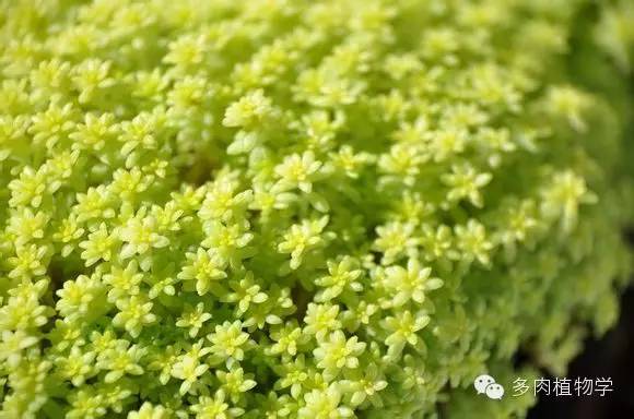 最具升值价值的多肉,半阴半阳的多肉有哪些