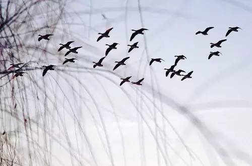 听着听着就醉了！一起唱唐山作曲人的《八九雁来》