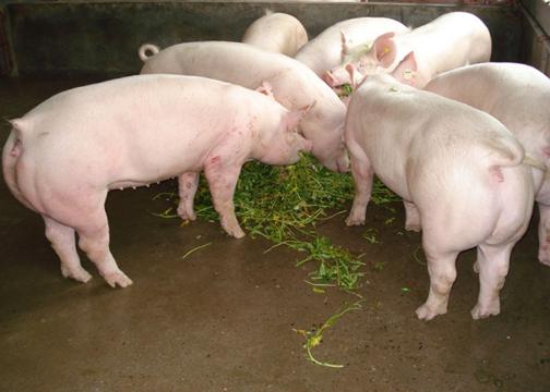 猪不爱吃料有什么好办法,猪体温38.2度不吃料咋回事