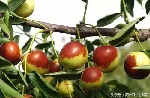 银黄埭，一片湖一个镇一方人！