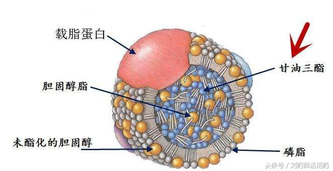 胆固醇和甘油三酯都高吃什么药物,甘油三酯高能吃他汀类的药物吗