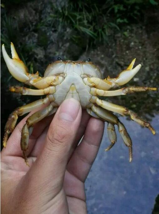 中华草龟与台湾草龟,中华草龟跟草龟有什么区别图