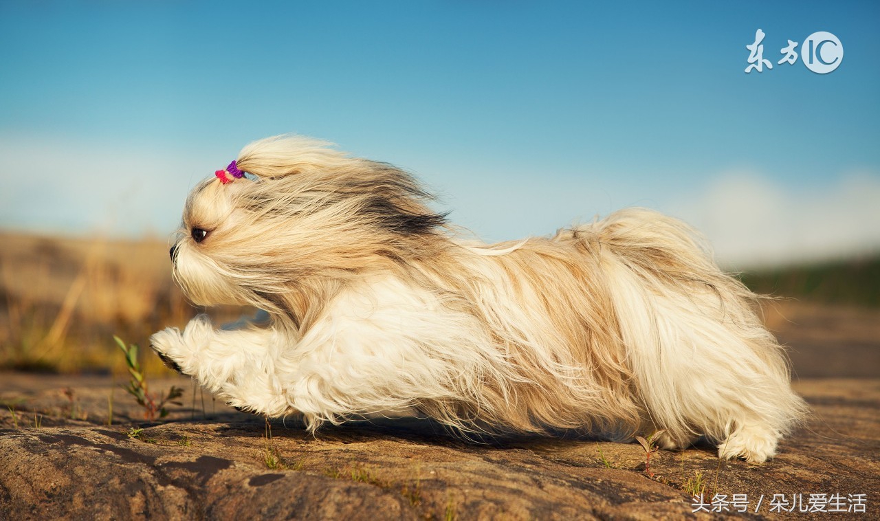 想养狗家人反对怎么办,想养狗狗家里人不让养怎么办