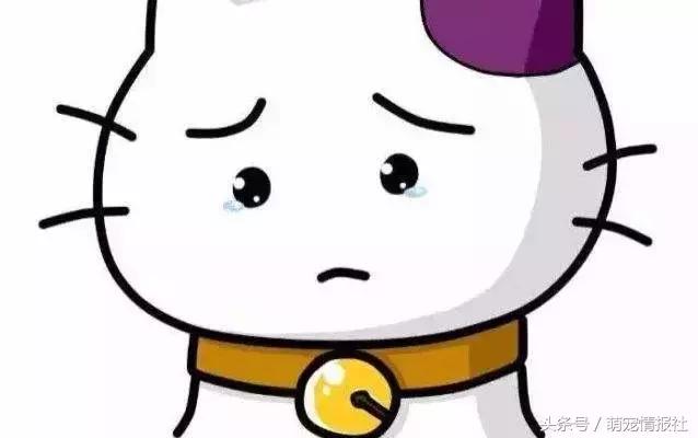 教你如何正确帮狗狗清理牙齿,狗狗牙齿有毛病了应该怎么办