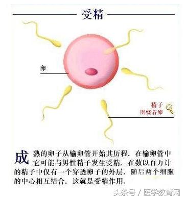 胎儿发育过程视频,胎儿发育全过程图