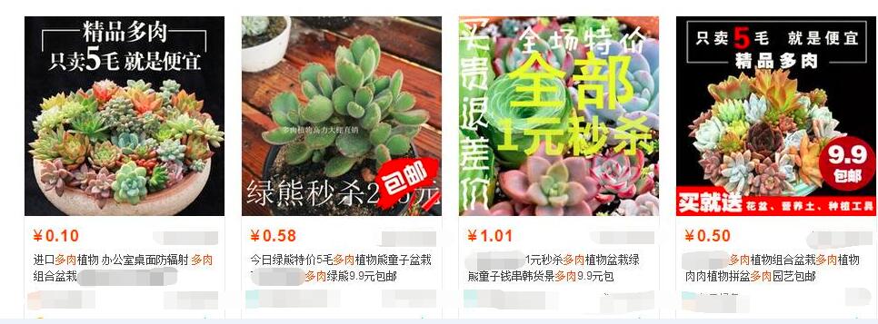 多肉植物贵货老桩都开始降价啦!到底要不要入手?来听听有经验的大神怎么说