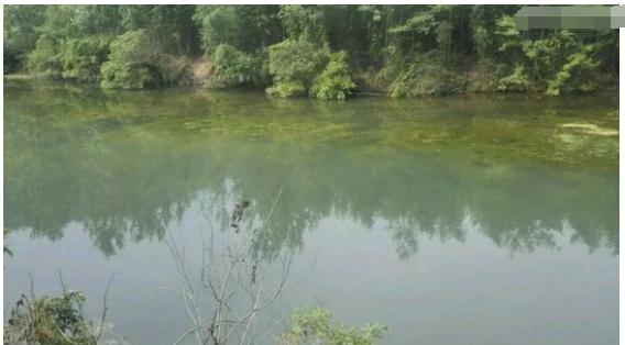 中华草龟和野生草龟的区别,草龟跟中华草龟有什么区别