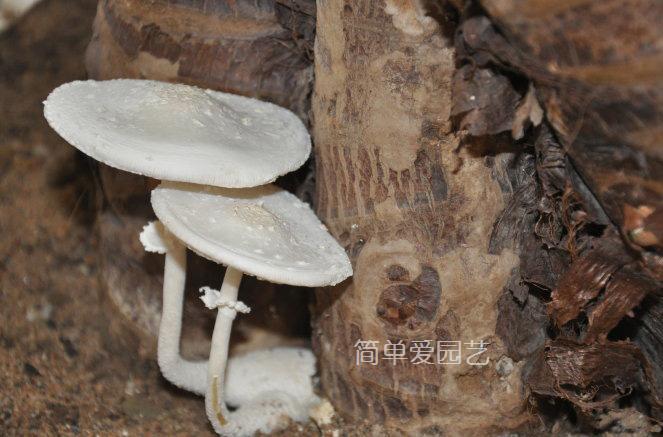 花盆里长蘑菇怎么办,花盆里长的黄色蘑菇有毒吗