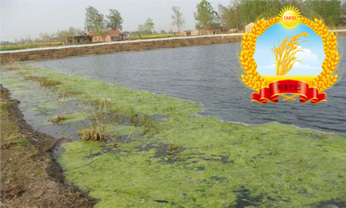 稻田中杂草科普,水稻纹枯病的科普知识