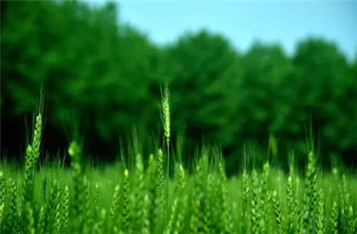 远离市区20公里住在月租600元的房子里，却可以在屋前看麦田，屋后看竹林，自给自足的生活是这样啊~