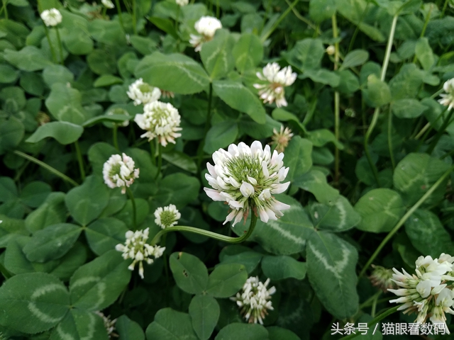 努比亚z17mini评价,努比亚z17mini手机好用不